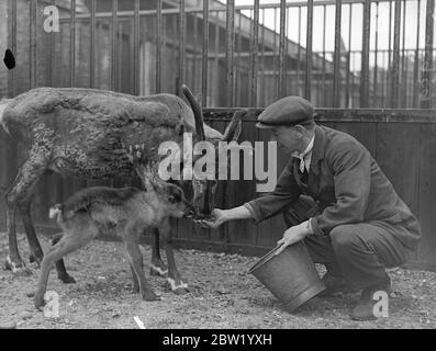 Olga, das Rentier des Londoner Zoos, hat einen kleinen Sohn. Olga, das Londoner Zoo-Rentier, eines der Tiere, die im September aus dem Moskauer Zoo erhalten wurden, hat ein feines, gesund aussehendes 101lb männliches Kalb geboren. Olga beweist sich bei der aufmerksamen Mutter, Jopy, der Vater, starb vor einigen Wochen. Das neue Baby, das Boris genannt wurde, konnte schon im Alter von einer Stunde laufen. Foto zeigt, Oberkepter, EIN Perry, füttern Olga und ihr Baby Sohn Boris. 17 Juni 1937 Stockfoto