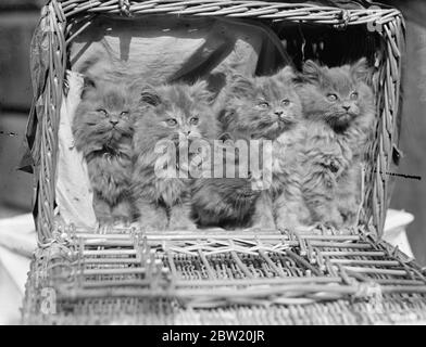 Ein Wurf von neun Wochen alten Blauen Perserkatzen. Junge Aristokraten der Katzenwelt sind auf der Show des Kensington Kitten Clubs zu sehen, die in Knightsbridge zu sehen ist. 14 Juli 1937. Stockfoto