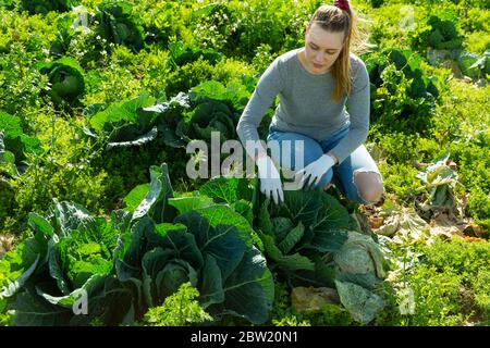 Junge Frau, die Kohl auf dem eigenen Küchengarten anbaut, überprüft die Reifung des Gemüses Stockfoto