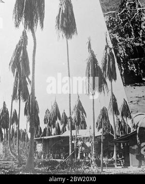 Erste Bilder von der Vulkankatastrophe auf der Insel Neuguinea. Drei Vulkane, zwei auf der Insel Vulcan und einer auf der Insel Matupi, brachen heftig unter Bimsstein und Schlamm auf den Dächern der Hauptstadt Rabaul der Insel Neubritanien in Neuguinea aus. Foto zeigt: Kokospalmen stark beschädigt durch Vulkanasche in Rabaul. 18 Juni 1937 Stockfoto