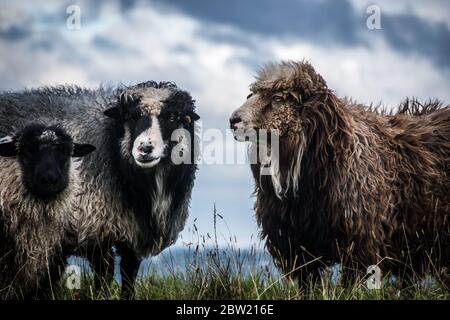 Schafe bei windigem Wetter auf dem Deich Stockfoto