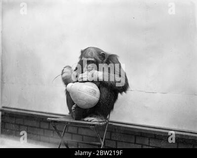 Die Fußballsaison wurde offiziell im Londoner Zoo eröffnet, wo Peter, der Schimpanse, Gründer Fußball in der Haustierecke. Peter hält einen Vortrag über Taktik. Bis 17. August 1937. Stockfoto