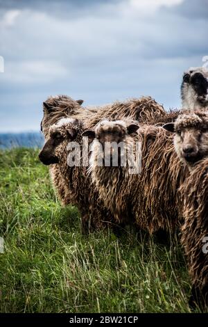 Schafe bei windigem Wetter auf dem Deich Stockfoto