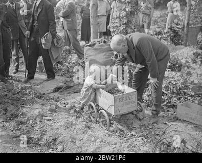 Sir Kingsley Wood, der Gesundheitsminister, half dem kleinsten Pflücker, als er während seiner Tour durch Hampshire Hopfenfelder die Hopfenpflücker auf den Feldern von Lord Walmers Farm in der Nähe von Selborne besuchte. Neue Vorschriften, die die Hopfenpflücker betreffen, wurden erst in diesem Jahr vom Gesundheitsministerium erlassen. September 1937 Stockfoto