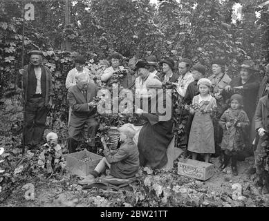 Sir Kingsley Wood, der Gesundheitsminister, pflückt Hopfen auf der Eggar's Farm in Bentley, Hampshire bei einer Tour durch die Hopfenfelder im Bezirk Alton. Neue Vorschriften, die die Hopfenpflücker betreffen, wurden erst in diesem Jahr vom Gesundheitsministerium erlassen. September 1937 Stockfoto