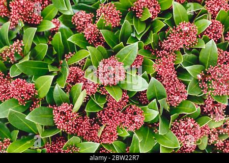 Blumenhintergrund, Hintergrund für den Internationalen Frauentag 8. März, Einladung,Valentinstag.Rote Skimmia Japonica Rubella Blume mit grünen Blättern, rot Stockfoto