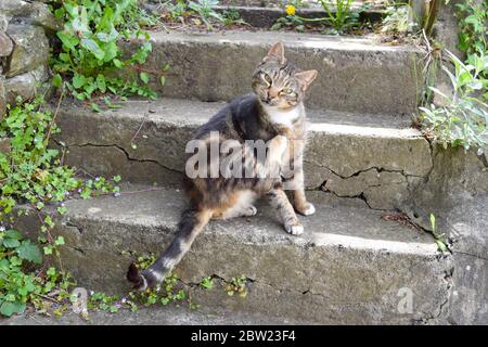 Streunende Katze mit einem süßen Gesicht sitzt auf der Treppe im verlassenen Garten. Stockfoto