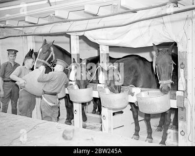 Männer der Royal Dragoon Guards und des Panzerkorps verließen Southampton auf der SS Tiresias, um die britischen Truppen in Palästina zu verstärken. Eine militärische Kampagne in großem Maßstab wird in Kürze erwartet, um die arabische Rebellion zu niederschlagen. Foto zeigt: Pferde, die an Bord des Tiresias-Schiffes in Southampton essen, bevor sie mit den Männern nach Palästina segeln. 12. Oktober 1938 Stockfoto