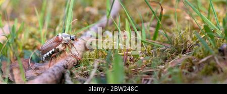 Cockchafer klettert an sonnigen Frühlingstag auf Waldboden Ast Stockfoto