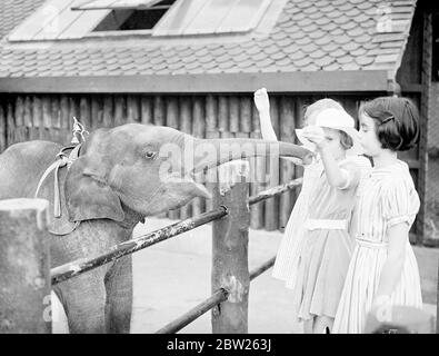 Der kleinste Elefantenbaby des Londoner Zoos feiert sein Debüt im Kinderzoo. Der kleinste Elefantenbaby, den der Londoner Zoo seit Jahren hat, hat seinen ersten Auftritt im Children's Zoo. Sie kam als Geschenk des Forstamtes der Vereinigten Provinzen Govenment (Indien) in den Zoo, der darum bat, den Namen "Raj Piari" zu bekommen, was "Geliebter des Staates" bedeutet. Ihr Name war früher Sheila. Seit ihrer Ankunft aus Kalkutta vor einigen Wochen lebt sie in Abgeschiedenheit im Zoo-Krankenhaus. 26 Juli 1938 Stockfoto