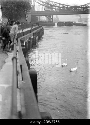 Schwäne auf der Themse in London 1933 Stockfoto
