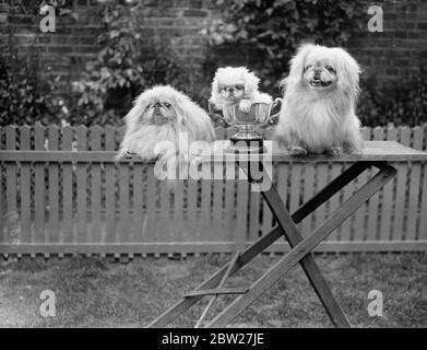 Der einzige seiner Art, der den Titel des Champions gewann, T'sun-T'sun of Fewling, ein cremefarbener Pekingese, ist im Besitz von Frau F. Elkan von Hamilton Terrace, Fewling. Sein zwei Monate alter Sohn (im Becher sitzend) und sein Großvater, Whiteboy of Fewling (rechts). 21 Juli 1937 Stockfoto