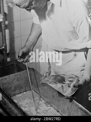 Wolle aus Milch Synthetische Wollfasern. Mit praktisch der gleichen chemischen Zusammensetzung wie Wolle, wird es durch Mischen von Säure mit Magermilch hergestellt. Dieser extrahiert das Kasein, das wie Topfkäse aussieht. Zu Kristallen verdunstet, wird es pulverisiert und in eine Melasse Konsistenz aufgelöst, dann durch Spinnern wie Makkaroni gezwungen, durch ein härtendes chemisches Bad geführt, in Fasern beliebiger Länge geschnitten. Aus 100 Pfund Magermilch kommen 3.7 Pfund Kasein, die in das gleiche Gewicht von Lanital umgewandelt. [Aralac wurde auch Lanital genannt.] Stockfoto