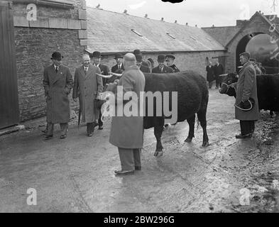 König inspiziert Vieh auf dem Herzogtum Cornwall Anwesen der König begann seine erste Tour durch das Herzogtum Cornwall im Westland, von Hunderten von Landleuten, von denen viele Meilen gereist waren, um ihn zu begrüßen. Er macht eine zweitägige Tour durch die Anwesen. Foto zeigt, der König, Inspektionsstiere auf der Home Farm in Stoke Climaaland, werden einige der Stiere zur Rinderschau nach London geschickt werden. Dezember 1937 Stockfoto