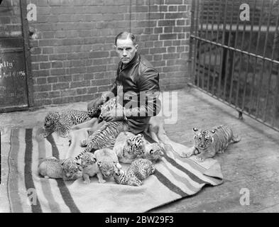 Neun Löwen, Leoparden und Tigerküben, die im Chessington Zoo geboren wurden. Glaubte an eine Bilanz. In den letzten sechs Wochen wurden drei getrennte Würfe von starken und gesunden Löwen, Tigern und Leoparden im Chessington Zoo in Surrey geboren. Die Geburt der Jungen, zwei Leoparden, drei Tiger und vier Löwen, wird angenommen, dass ein Rekord für einen britischen Zoo zu etablieren. Foto zeigt Ernest Engler, der Tiertrainer, mit den drei Würfen von Löwen, Tigern und Leoparden im Chessington Zoo. 25. November 1937 Stockfoto