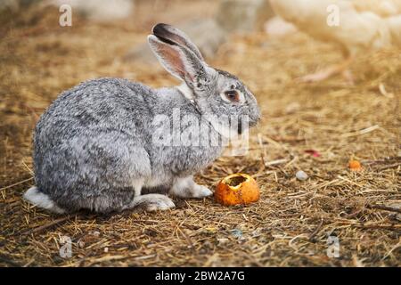 Ein großes graues Kaninchen sitzt und isst eine Orange. Nahaufnahme. Stockfoto