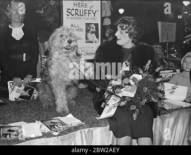 Cape Woman Plattenflieger auf der Christmas Fair in London, trifft Filmlands 'Scruffy'. Frau Betty Kirby Green Co-Pilotin mit dem Flug OFC A E Clouston beim sechstägigen Rekordrundflug zum Cape, besuchte die Weihnachtsmesse in Whiteleys, London. Foto zeigt, Frau Betty Kirby Green mit 'Scruffy', dem Film Hund bei Whiteleys.. 22. November 1937 Stockfoto