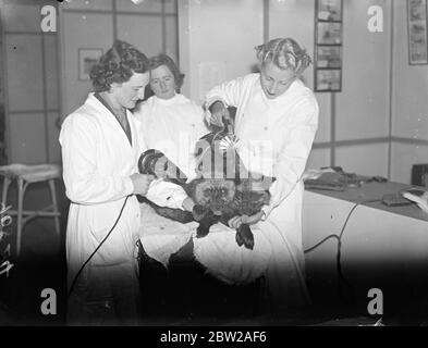 Moderne Schönheitsbehandlung für Füchse in der Londoner Ausstellung. Füchse von Zuchtfarmen in ganz Großbritannien sind auf der Black and Silver Fox Exhibition zu sehen, die in der Royal Agricultural Hall in Islington eröffnet wurde. Solche Schönheitshilfen wie Shampoos, elektrische Haartrockner und Staubsauger werden verwendet, um das Fell in den feinsten Zustand zu bringen. Foto zeigt, Mädchen geben Schönheitsbehandlung mit Fön und Staubsauger Tattoo der Exponate. November 1937 Stockfoto