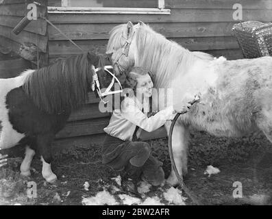 Immer in Trimm für den Zirkusring. Die 16-jährige Olga Astley, eine der jüngsten Tiertrainerinnen Großbritanniens, ist in ihrem Ongar (Essex)-Viertel beschäftigt, um ihren Shetland-Ponys beizubringen und Hunden ihre neuen Acts für die Weihnachtsvorstellung und den Zirkus aufzuführen. Viele von Olga's Tiere erscheinen in Handlungen im ganzen Land. Foto zeigt, Olga Astley schneiden ihre shaggy Shetland Ponys in Vorbereitung für den Zirkusring. 14. November 1937 Stockfoto