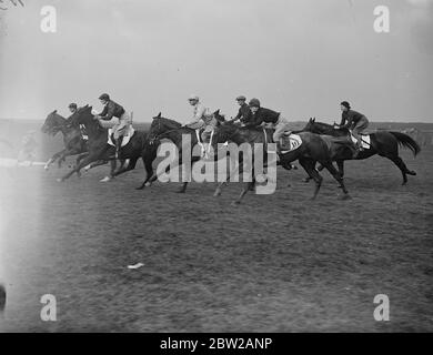 Trainerinnen-Tochter gewinnt historisches Rennen in Newmarket. Reiten Mr P Thrales 'Jimmy's Pet' Miss A Thrale, Tochter des Trainers, einer der historischen Newmarket Town Plate. Die einzige Veranstaltung, an der Frauen Fahrer teilnehmen, und Newmarket. Foto zeigt, das Feld am Anfang des Frauenrennens. 14. Oktober 1937 Stockfoto