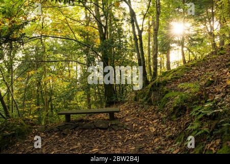 Yearnor Wood entlang des South West Coast Path im Herbst im Exmoor National Park, Somerset, England. Stockfoto