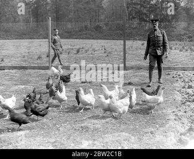 Kanadische Soldaten in Ausbildung in Windsor Great Park betreiben eine Modellfarm. Foto zeigt: Soldaten füttern die Hühner. 17. April 1917 Stockfoto