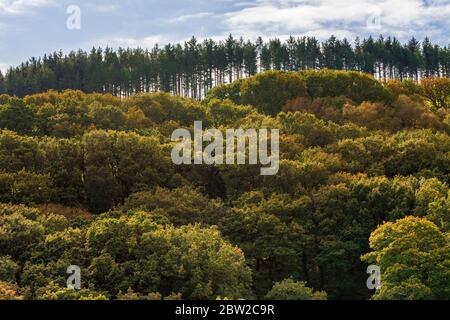 Ein Laubwald im Frühherbst bei Withy Combe mit den Pinien auf Culbone Hill im Exmoor National Park, Somerset, England. Stockfoto