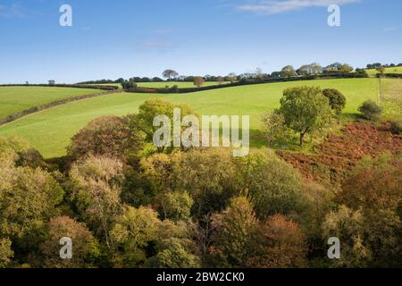 Ein herbstlicher Blick auf einen Wald auf einem Hügel im Exmoor National Park in der Nähe von Porlock, Somerset England. Stockfoto