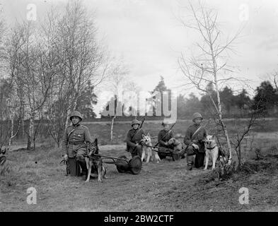 Trotz des Vormarsch des Radios werden Hunde noch von der polnischen Armee ausgebildet, um ihre Rolle im Krieg zu spielen. Hauptsächlich Alsations und Airedales, die Hunde werden für mehrere Monate geduldig trainiert und dann mit den Truppen arbeiten. An kleinen Karren angelegt, werden sie gelehrt, Munition und Nahrung bis an die Front zu nehmen, sich mit Botschaften durch Stacheldraht zu durchwurmen und Tauben für den Einsatz in Bereichen zu tragen, in denen selbst sie nicht eindringen könnten. Die Signalabteilung nutzt auch die Hunde, um ihre Telefonleitungen auszulegen. Vielleicht ist ihre gefährlichste Aufgabe, ihre Lasten nach oben und d tragen Stockfoto