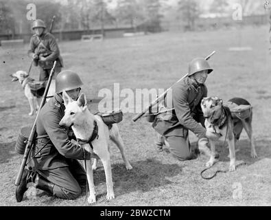 Trotz des Vormarsch des Radios werden Hunde noch von der polnischen Armee ausgebildet, um ihre Rolle im Krieg zu spielen. Hauptsächlich Alsations und Airedales, die Hunde werden für mehrere Monate geduldig trainiert und dann mit den Truppen arbeiten. An kleinen Karren angelegt, werden sie gelehrt, Munition und Nahrung bis an die Front zu nehmen, sich mit Botschaften durch Stacheldraht zu durchwurmen und Tauben für den Einsatz in Bereichen zu tragen, in denen selbst sie nicht eindringen könnten. Die Signalabteilung nutzt auch die Hunde, um ihre Telefonleitungen auszulegen. Vielleicht ist ihre gefährlichste Aufgabe, ihre Lasten nach oben und d tragen Stockfoto