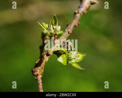 Schwebfliegen auf Apfelblüte Stockfoto
