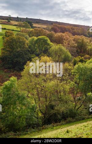 Ein herbstlicher Blick auf einen Wald auf einem Hügel unterhalb von Porlock Common im Exmoor National Park, Somerset England. Stockfoto