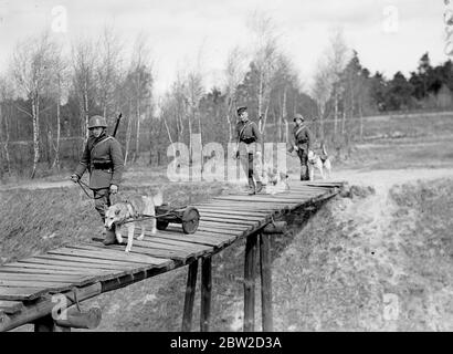 Trotz des Vormarsch des Radios werden Hunde noch von der polnischen Armee ausgebildet, um ihre Rolle im Krieg zu spielen. Hauptsächlich Alsations und Airedales, die Hunde werden für mehrere Monate geduldig trainiert und dann mit den Truppen arbeiten. An kleinen Karren angelegt, werden sie gelehrt, Munition und Nahrung bis an die Front zu nehmen, sich mit Botschaften durch Stacheldraht zu durchwurmen und Tauben für den Einsatz in Bereichen zu tragen, in denen selbst sie nicht eindringen könnten. Die Signalabteilung nutzt auch die Hunde, um ihre Telefonleitungen auszulegen. Vielleicht ist ihre gefährlichste Aufgabe, ihre Lasten nach oben und d tragen Stockfoto