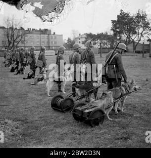 Trotz des Vormarsch des Radios werden Hunde noch von der polnischen Armee ausgebildet, um ihre Rolle im Krieg zu spielen. Hauptsächlich Alsations und Airedales, die Hunde werden für mehrere Monate geduldig trainiert und dann mit den Truppen arbeiten. An kleinen Karren angelegt, werden sie gelehrt, Munition und Nahrung bis an die Front zu nehmen, sich mit Botschaften durch Stacheldraht zu durchwurmen und Tauben für den Einsatz in Bereichen zu tragen, in denen selbst sie nicht eindringen könnten. Die Signalabteilung nutzt auch die Hunde, um ihre Telefonleitungen auszulegen. Vielleicht ist ihre gefährlichste Aufgabe, ihre Lasten nach oben und d tragen Stockfoto