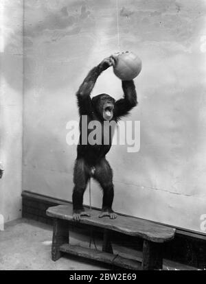 Die Fußballsaison wurde offiziell im Londoner Zoo eröffnet, wo Peter, der Schimpanse, Gründer Fußball in der Haustierecke. Peter übt das Hinwerfen. Bis 17. August 1937. Stockfoto