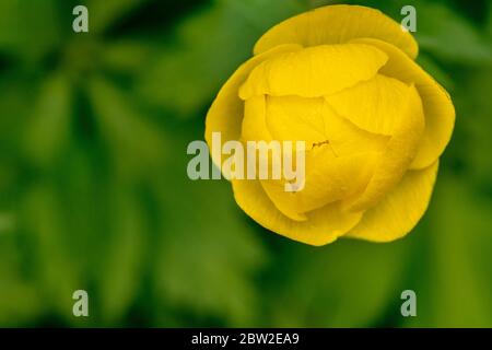 Goldener Globeflower auf einer grünen Wiese aus nächster Nähe. Trollius europaeus Stockfoto