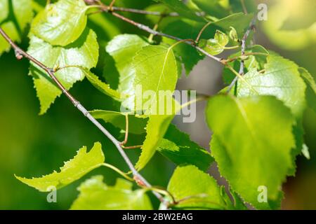 Sonne in Birkenzweigen mit zarten grünen Blättern Stockfoto