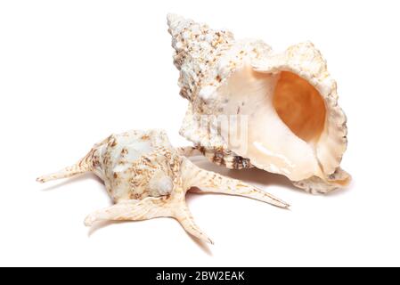 Zwei riesige natürliche cremefarbene Muscheln weißen Hintergrund Stockfoto