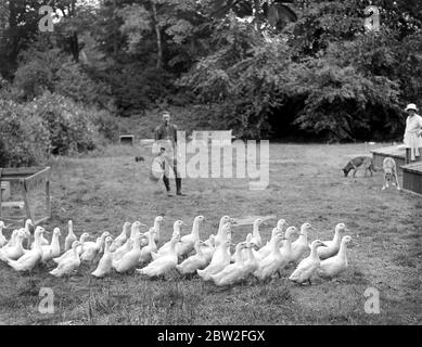 Lady Angela Forbes an ihrem Silver Badge Farm für behinderte Soldaten in Brentwood, Essex. 27 Juni 1919 Stockfoto