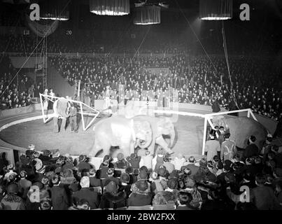 Bertram Mills' Christmas Circus im Olympia. Elefanten. 21 Dezember 1937 Stockfoto