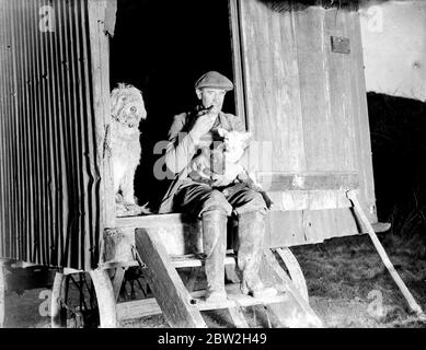 Lambing-Zeit. Hirten lagerten bei ihren Herden; viele benutzten altenglische Schäferhunde. 1935 Stockfoto
