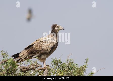 Ägyptischer Geier (Neophron percnopterus) in Rajasthan, Indien Stockfoto