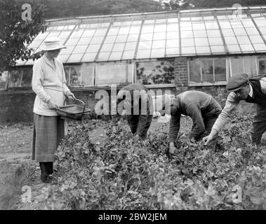 Lady Angela Forbes an ihrem Silver Badge Farm für behinderte Soldaten in Brentwood, Essex. 27 Juni 1919 Stockfoto