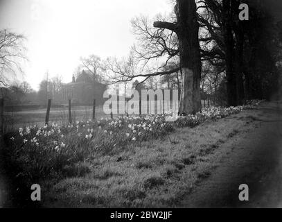 Narzissen auf dem Gelände des Foots Cray Place. 1934 Stockfoto