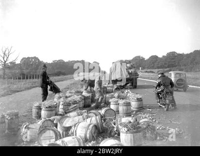 Apple Umsatz. LKW wirft seine Ladung Äpfel auf die Straße in Kent. 1933 Stockfoto