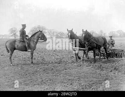 Kanadische Soldaten in Ausbildung in Windsor Great Park betreiben eine Modellfarm. Foto zeigt: Die Scheibenegge bei der Arbeit - Dies ist ein im Wesentlichen canandian Gerät und wurde speziell von sergent Major Bates für diese Arbeit importiert. 17. April 1917 Stockfoto