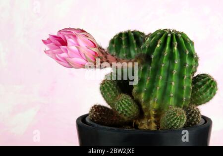 Easter Lily Kaktus mit Blume isoliert auf weißem Hintergrund mit Schattierungen von Rosa. Echinopsis oxygona. Stockfoto