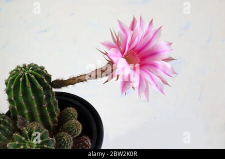 Easter Lily Kaktus mit Blume isoliert auf weißem Hintergrund mit Schattierungen von Rosa. Echinopsis oxygona. Stockfoto