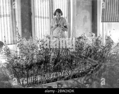 Lady Hart Dyke und ihre Seidenraupen. Lady Hart Dyke hat eine Seidenraupenfarm in Lullingstone Castle, nahe Eynsford, in Kent, gegründet. 1934 Stockfoto