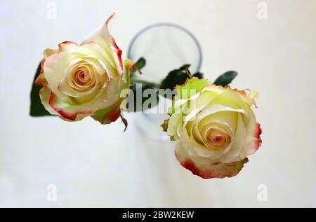Komposition mit weißen Rosen auf weißem Hintergrund isoliert. Draufsicht. Stockfoto